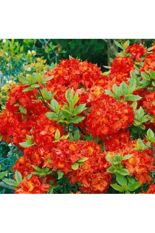 Azalia wielkokwiatowa 'Fireball' | Rhoddendron