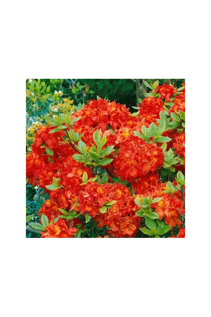 Azalia wielkokwiatowa 'Fireball' | Rhoddendron