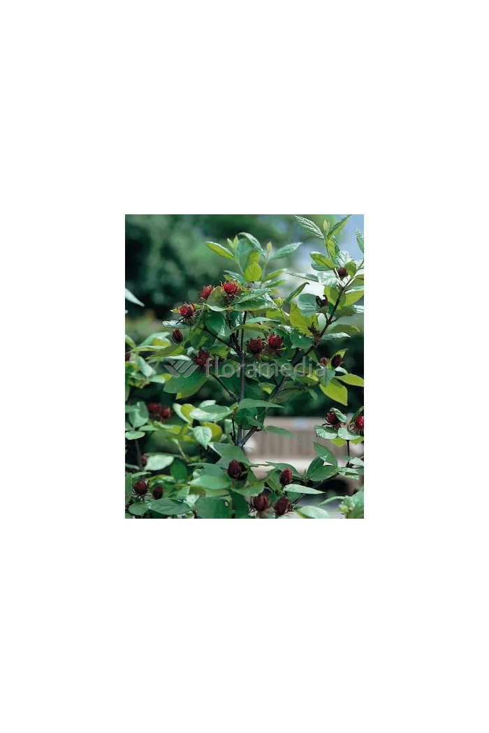 Kielichowiec Raulstona 'Hartlage Wine' | Calycanthus x raulstonii