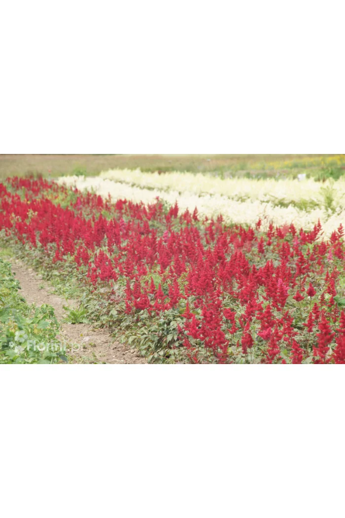 tawułka, tawułka arendsa, tawułka paul gaarder, astilbe