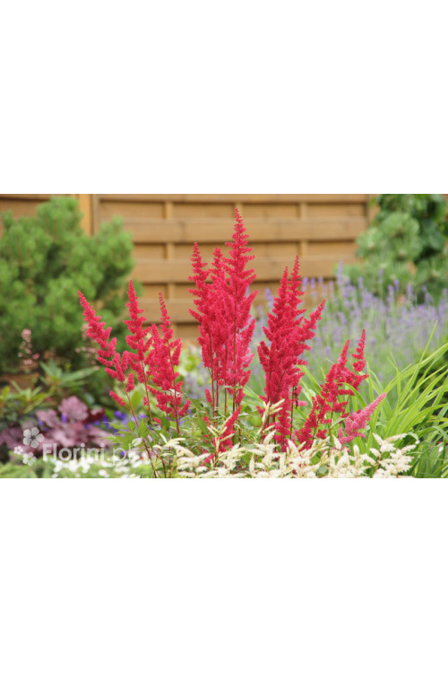 tawułka, tawułka arendsa, tawułka paul gaarder, astilbe