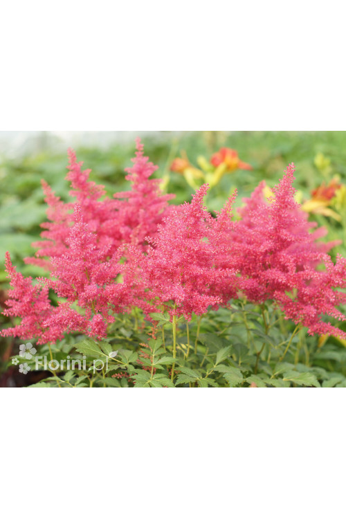 tawułka, tawułka arendsa, tawułka paul gaarder, astilbe