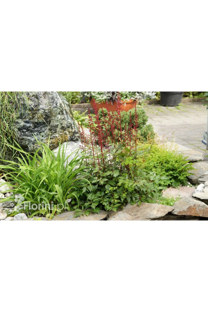 tawułka, tawułka arendsa, tawułka paul gaarder, astilbe