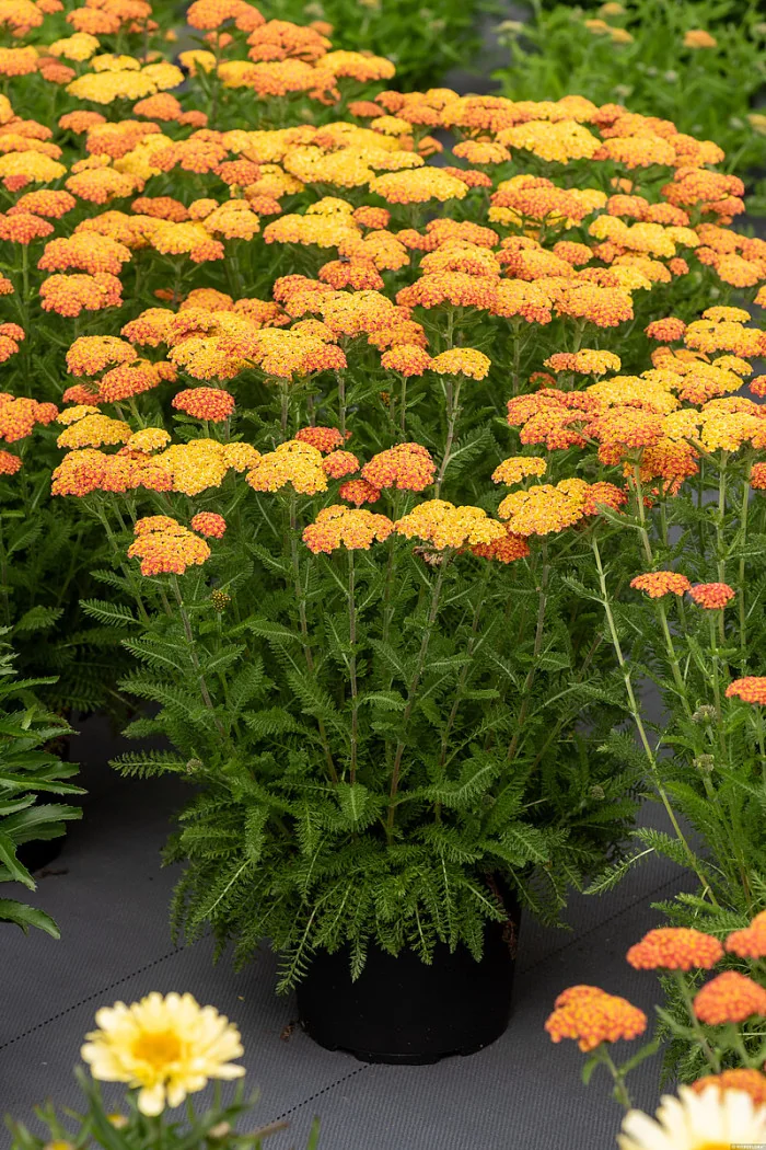 Krwawnik ogrodowy 'Skysail Yellow' | Achillea millefolia