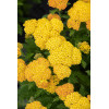 Krwawnik ogrodowy 'Skysail Yellow' | Achillea millefolia