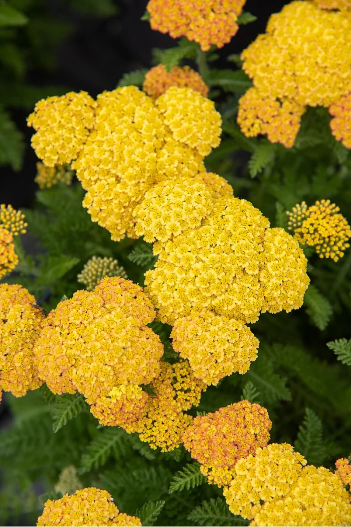 Krwawnik ogrodowy 'Skysail Yellow' | Achillea millefolia