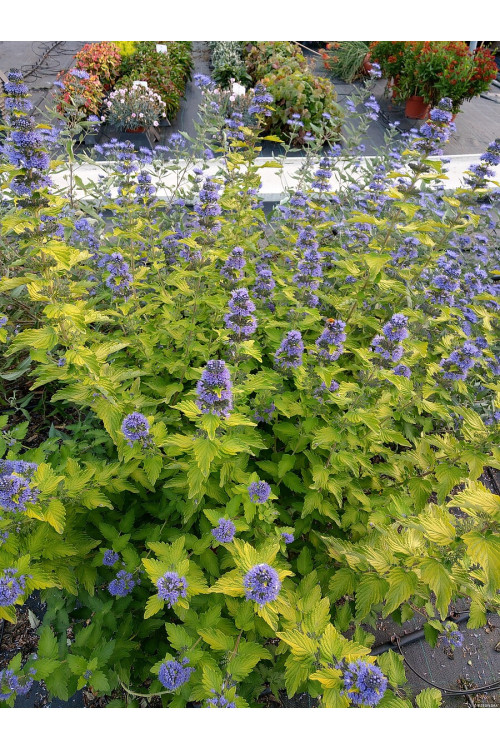 Barbula klandońska 'Hint of Gold' | Caryopteris x clandonensis