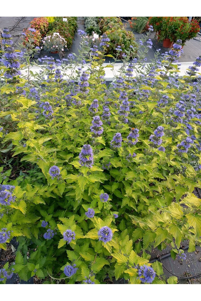 Barbula klandońska 'Hint of Gold' | Caryopteris x clandonensis
