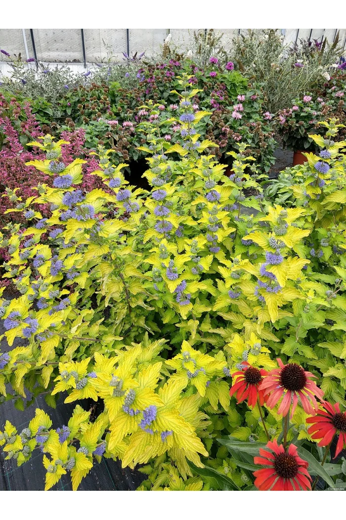 Barbula klandońska 'Hint of Gold' | Caryopteris x clandonensis