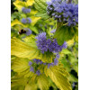 Barbula klandońska 'Hint of Gold' | Caryopteris x clandonensis