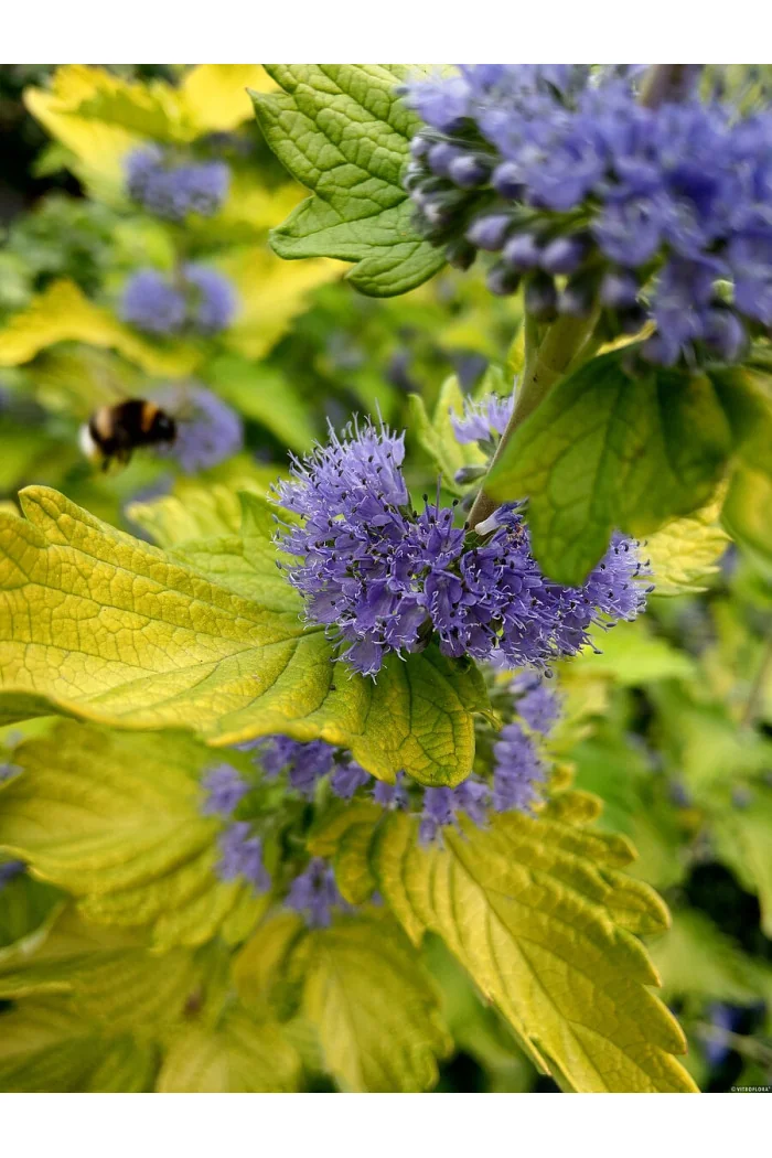 Barbula klandońska 'Hint of Gold' | Caryopteris x clandonensis