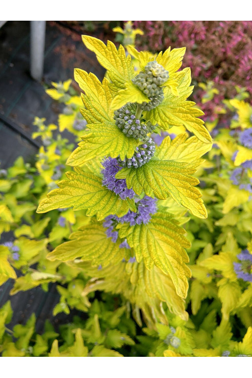 Barbula klandońska 'Hint of Gold' | Caryopteris x clandonensis