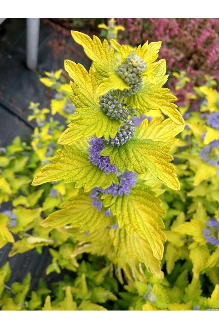 Barbula klandońska 'Hint of Gold' | Caryopteris x clandonensis