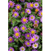 Aster żeniszkowaty 'Ezo Murazaki' | Aster ageratoides