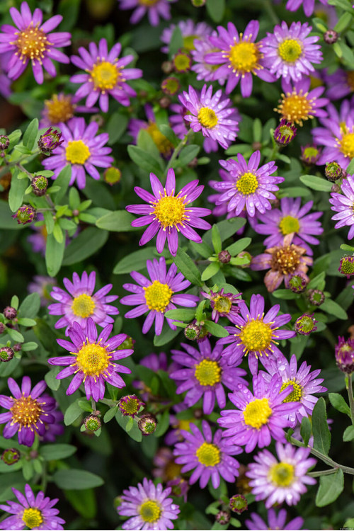 Aster żeniszkowaty 'Ezo Murazaki' | Aster ageratoides