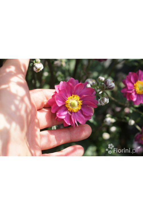 Zawilec japoński 'Garden Breeze Rosy Red' | Anemone japonica