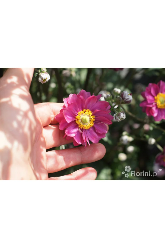 Zawilec japoński 'Garden Breeze Rosy Red' | Anemone japonica