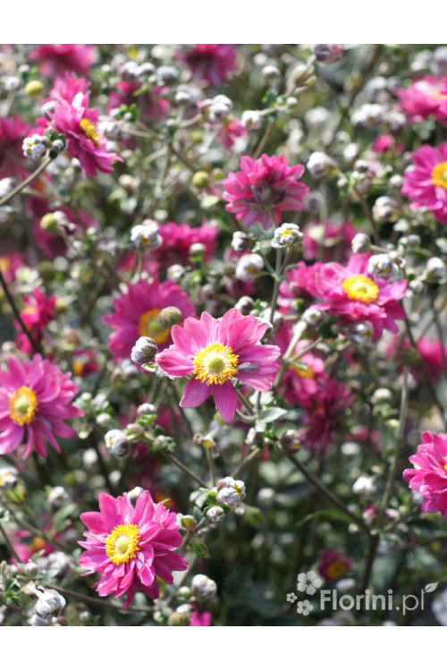 Zawilec japoński 'Garden Breeze Rosy Red' | Anemone japonica