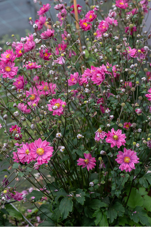 Zawilec japoński 'Garden Breeze Rosy Red' | Anemone japonica