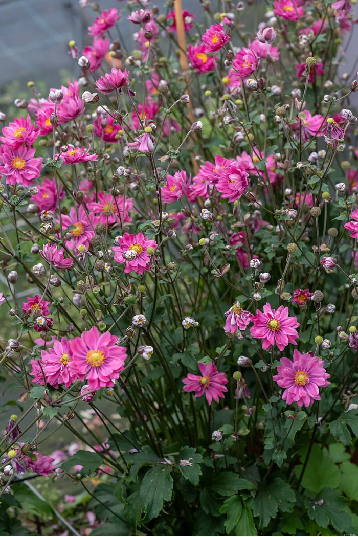 Zawilec japoński 'Garden Breeze Rosy Red' | Anemone japonica