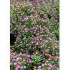 Aster żeniszkowaty 'Ezo Murazaki' | Aster ageratoides