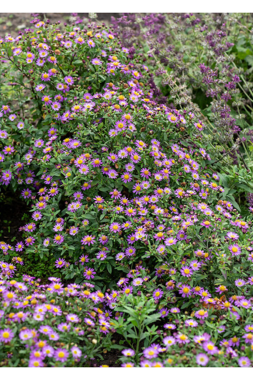 Aster żeniszkowaty 'Ezo Murazaki' | Aster ageratoides