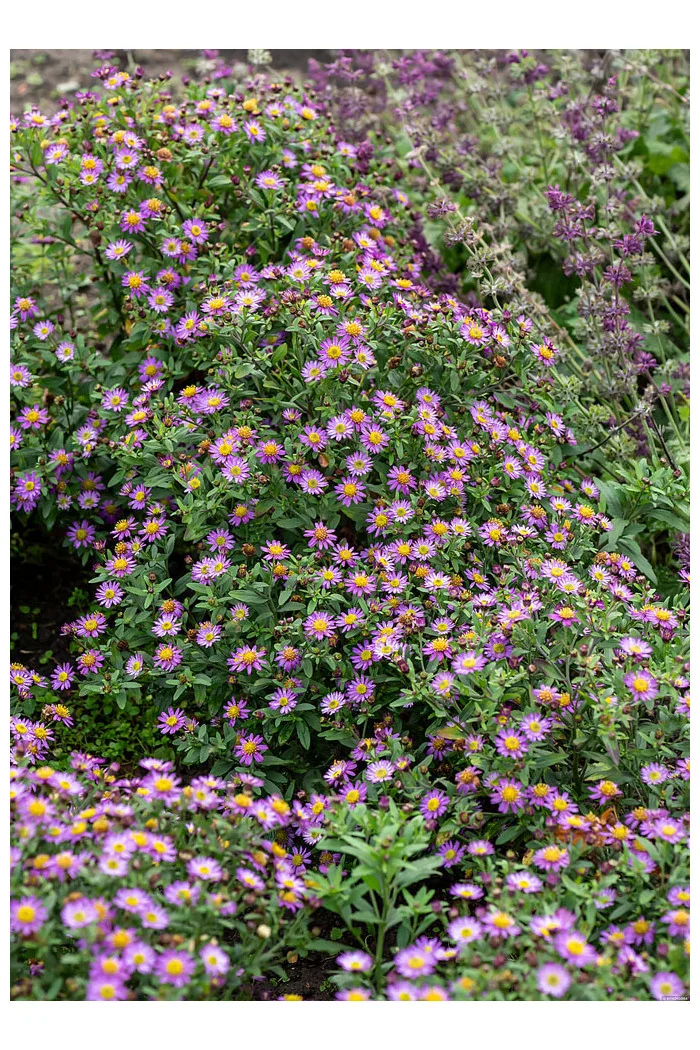 Aster żeniszkowaty 'Ezo Murazaki' | Aster ageratoides