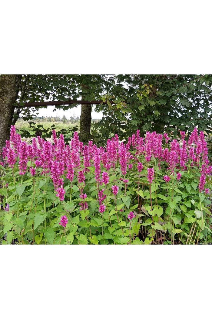 Kłosowiec 'Danish Delight' | Agastache hybrida