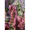 Kłosowiec 'Danish Delight' | Agastache hybrida