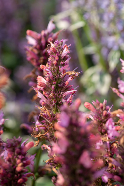 Kłosowiec 'Danish Delight' | Agastache hybrida