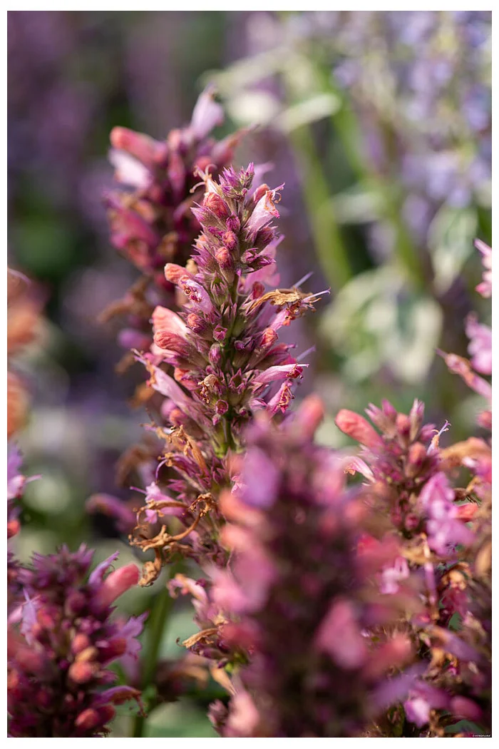 Kłosowiec 'Danish Delight' | Agastache hybrida