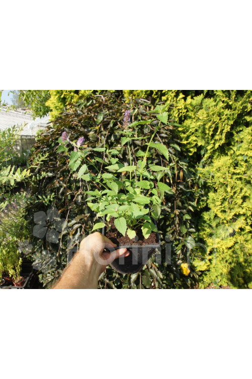 Kłosowiec 'Danish Delight' | Agastache hybrida