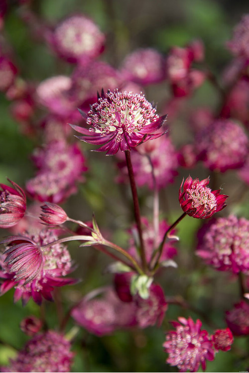 Jarzmianka 'Astra Red' | Astrantia hybrida