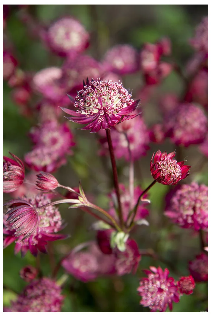 Jarzmianka 'Astra Red' | Astrantia hybrida