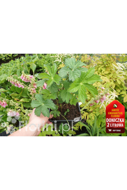Jarzmianka 'Astra Red' | Astrantia hybrida