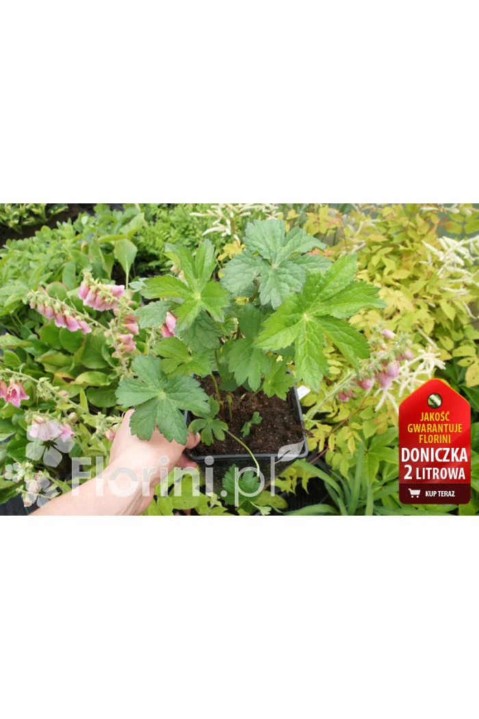 Jarzmianka 'Astra Red' | Astrantia hybrida