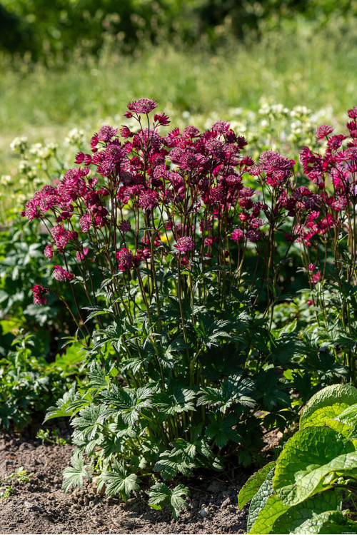 Jarzmianka 'Astra Red' | Astrantia hybrida