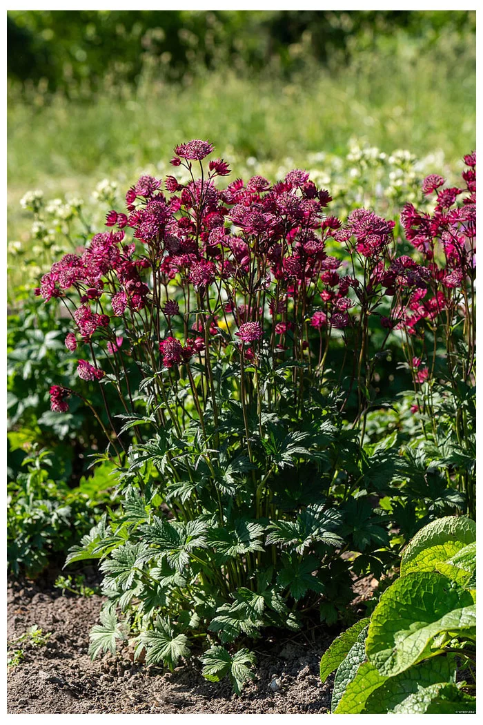 Jarzmianka 'Astra Red' | Astrantia hybrida