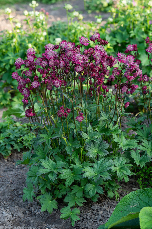 Jarzmianka 'Astra Red' | Astrantia hybrida