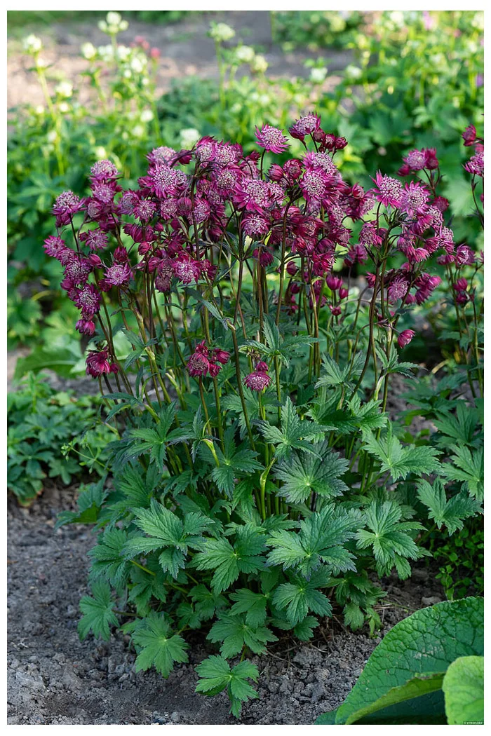 Jarzmianka 'Astra Red' | Astrantia hybrida