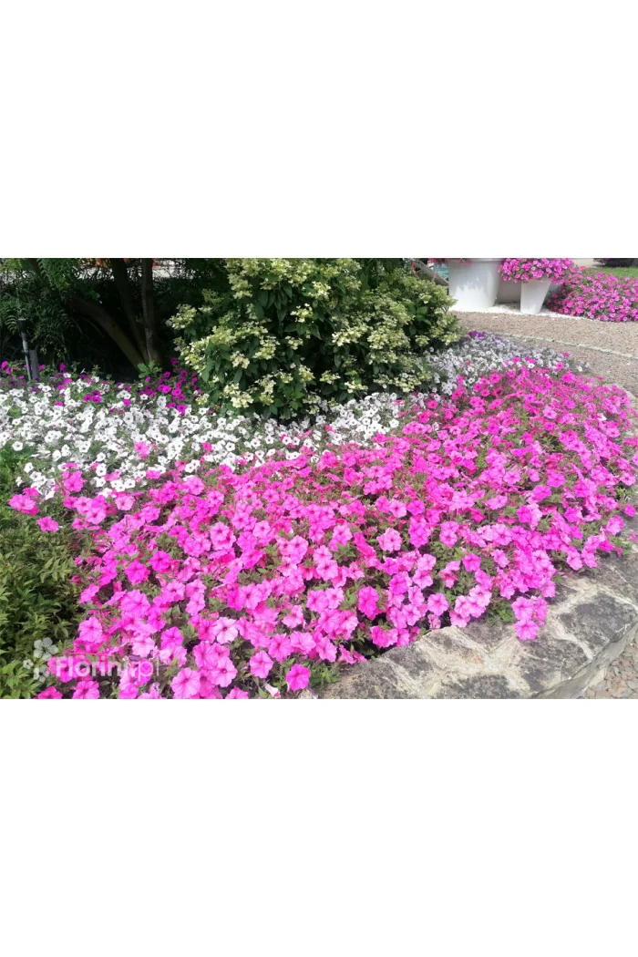 Supertunia Vista 'Strawberry'