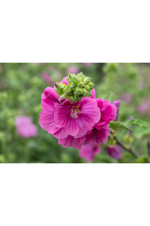 Ślazówka Clementa 'Burgundy Wine' | Lavatera x clementii