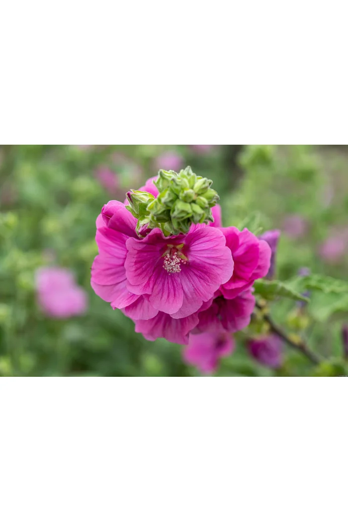 Ślazówka Clementa 'Burgundy Wine' | Lavatera x clementii