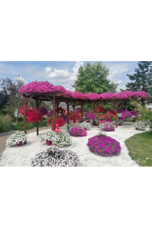 Supertunia Vista 'Strawberry'