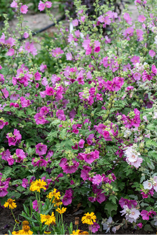 Ślazówka Clementa 'Burgundy Wine' | Lavatera x clementii