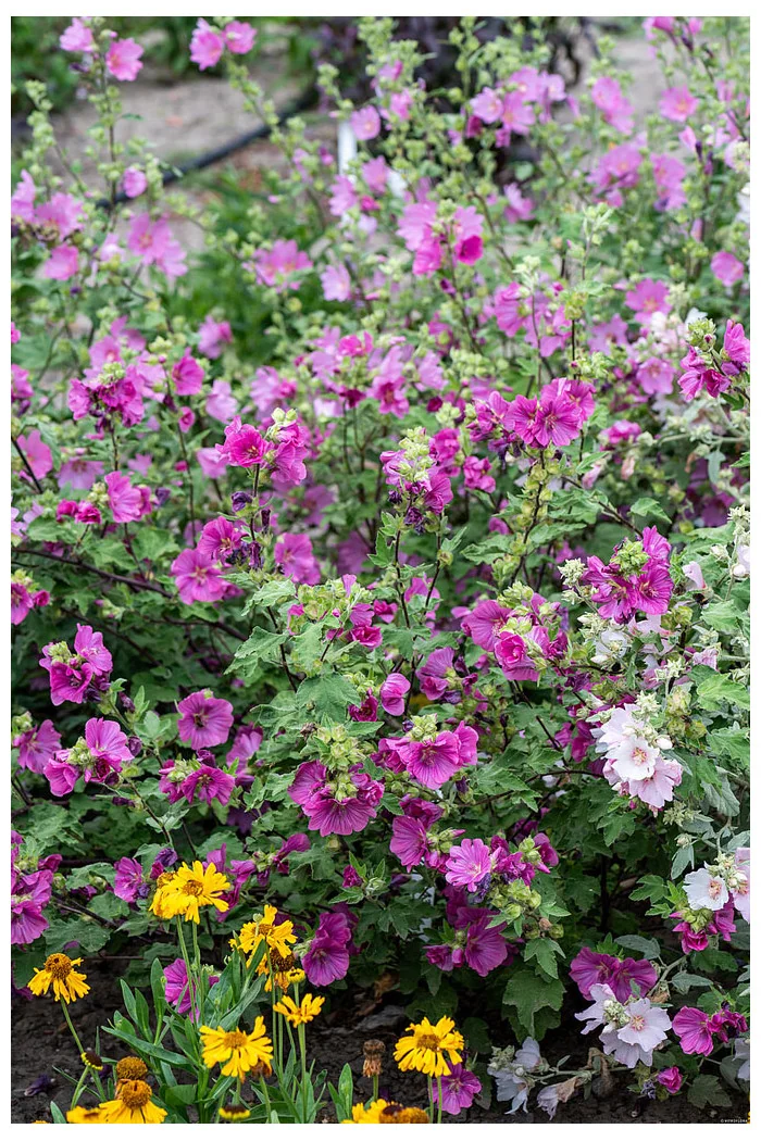 Ślazówka Clementa 'Burgundy Wine' | Lavatera x clementii