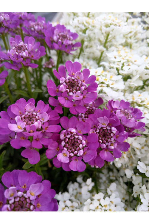 Ubiorek wieczniezielony 'Absolutely Amethyst' | Iberis sempervirens