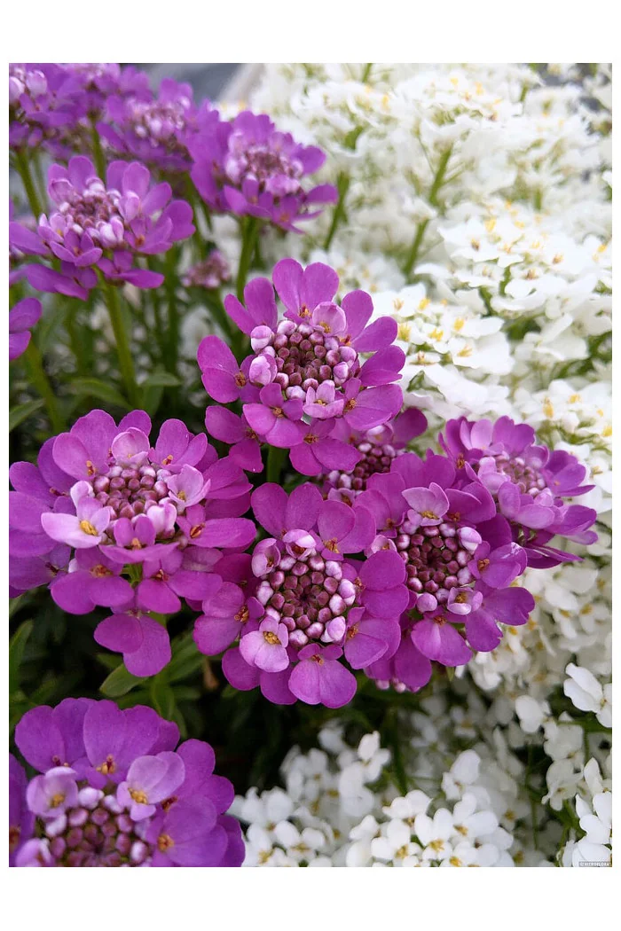 Ubiorek wieczniezielony 'Absolutely Amethyst' | Iberis sempervirens