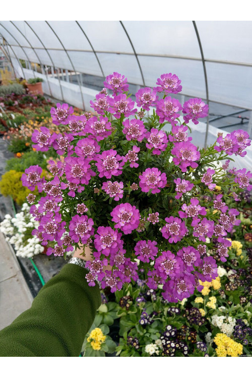 Ubiorek wieczniezielony 'Absolutely Amethyst' | Iberis sempervirens