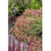 Oregano 'Bristol Cross' | Origanum hybrida